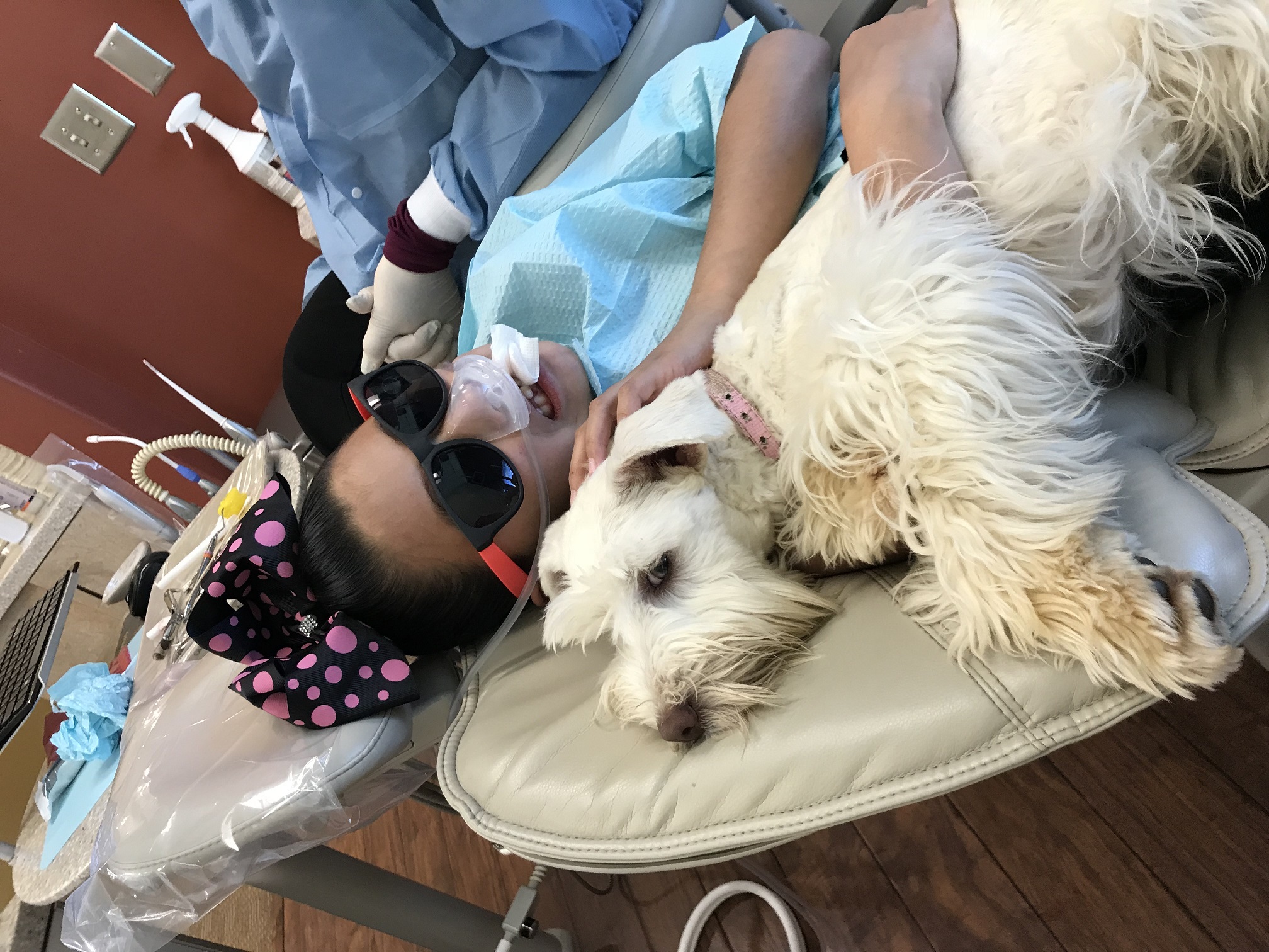 office therapy dog